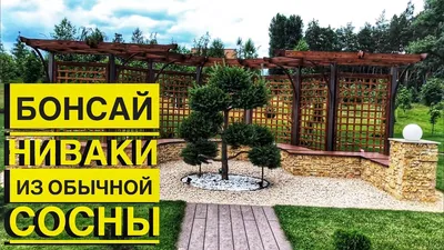 Лучший можжевельник - это горная сосна! | Зеленый дневник | Дзен
