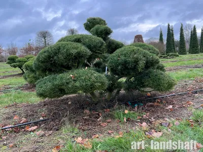 Сосна обыкновенная Эксклюзив (ниваки) Pinus Sylvestris Bonsai| Блог о  ландшафтном дизайне