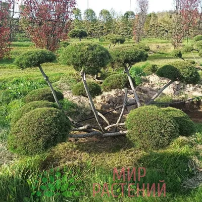 Сосна bonsai 6xv Br125-150 H125-150 364000 руб. В наличии.