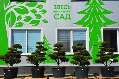 Сосна горная №15 Ниваки | Купить саженцы по цене от 596250 с доставкой в  питомнике Алексеевская Дубрава