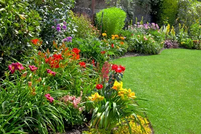 Узнайте о различных вариантах хвойных растений, которые помогут создать  красивый и зеленый ландшафт в вашем саду | Дизайнер интерьера | Дзен