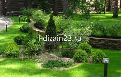 Купить хвойные растения (деревья) для дачи - саженцы хвойников в России  недорого почтой в интернет магазине Долина Сад