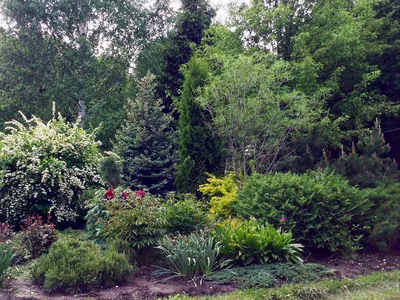 Хвойные растения в саду | SMS LANDSCAPE DESING