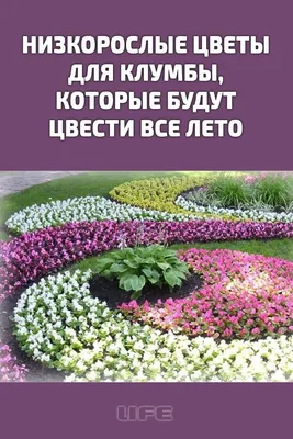 Сад-огород | Клумбы, Цветы, Дизайн цветочного сада