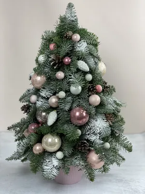 Живая датская новогодняя елка (Abies, срезанная) 1,5-1,7м купить в Минске