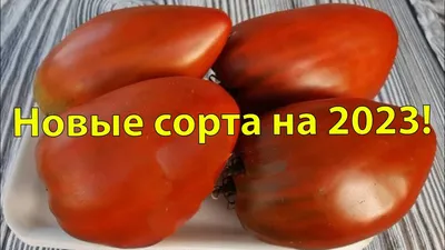 НОВЫЕ СОРТА ТОМАТОВ НА 2023 ГОД. Планы на посадку - YouTube