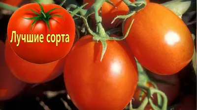 Каталог новых сортов томатов 2018-19 | ОГОРОД.сайт