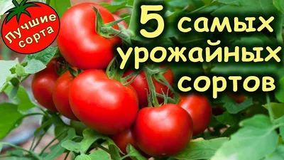 ЛУЧШИЕ СОРТА ТОМАТОВ ДЛЯ ОТКРЫТОГО ГРУНТА И ТЕПЛИЦЫ