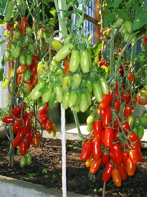 Томат Розовый перс • Описание, ОТЗЫВЫ, Фото, Семена, Купить.