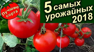 Томаты в теплице: лучшие сорта для такого типа выращивания