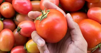 Лучшие сорта томатов для открытого грунта в Украине ᐉ Agriks.com.ua