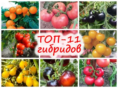 Мои любимые сорта томатов