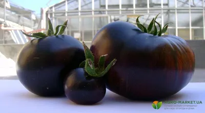 Урожайные сорта томатов: высокоурожайные сорта помидоров - Agro-Market