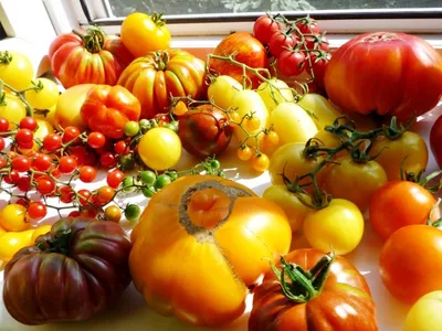 Топ-13 морозоустойчивых сортов и гибридов томатов разных сроков созревания  | AgroMarket интернет магазин семян