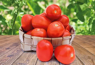 Лучшие сорта и гибриды томатов для теплиц - Agro Portal