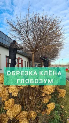 Обрезка клена фото фото
