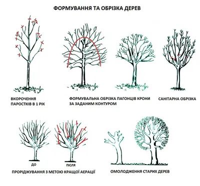 Можно ли сделать клен раскидистым? - ответы экспертов 7dach.ru