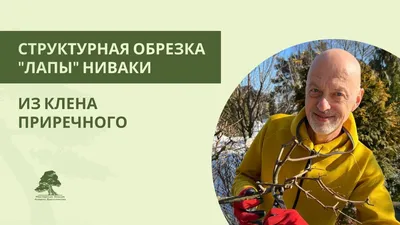 Обрезка клена гиннала в моем саду. 🍁Этот клён формируется 2й год. 👆Когда  заложена структура дерева, поддерживающие стрижки уже не требуют много  времени... | By Мастерская бонсай и ниваки Андрея Дарусенкова | Facebook