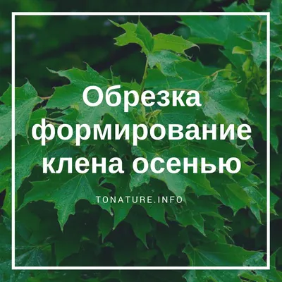 Почему рекомендуется стричь Клен Гиннала | Дизайн в Саду Жизни | Дзен