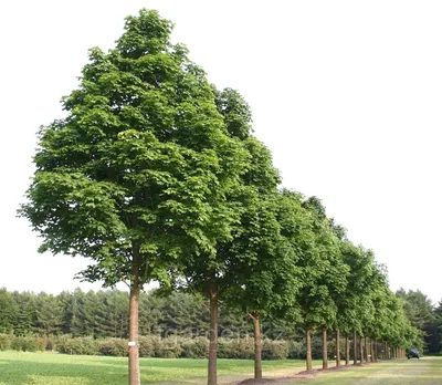 Санитарная и формирующая обрезка двух деревьев в Иванове