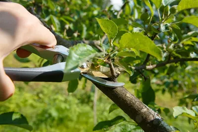 Клен остролистный Друммонди (Acer platanoides Drummondii) — купите саженцы  в контейнере в Краснодаре - Прекраснодар — садовый центр в Краснодаре