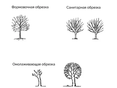 Обрезка липы - кронирование, формирование кроны дерева