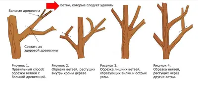 Обрезка липы - кронирование, формирование кроны дерева