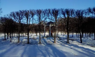 Обрезка липы в СНТ Ветераны Космоса | Аrboristik.ru