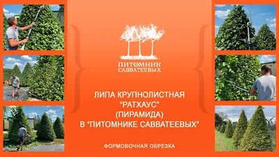 Treedoctor - Структурная обрезка липы до и после. С этим... | Facebook