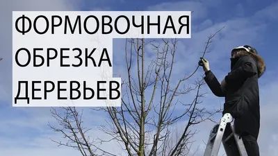 Советы по выращиванию липы: узнайте все о правильном уходе и посадке