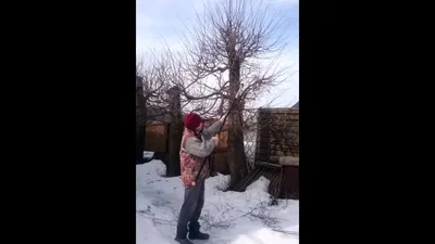 Обрезка липы