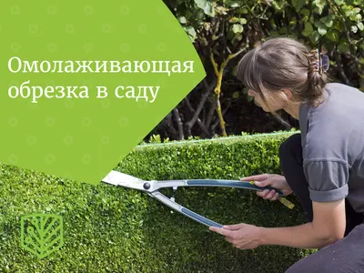 Декоративная обрезка деревьев и кустарников недорого - Москва и обл
