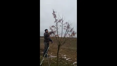Липа мелколистная - купить в питомнике Зеленый Ультиматум.