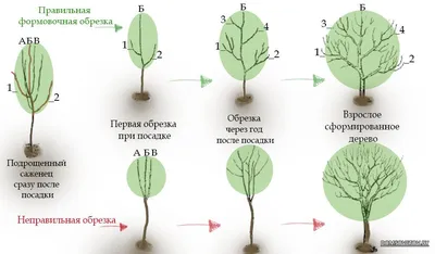 обрезка липы весной схема: 9 тыс изображений найдено в Яндекс.Картинка |  обрезка деревьев | Постила