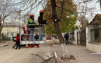 Подрезанные деревья липы стоковое изображение. изображение насчитывающей  поле - 50784917