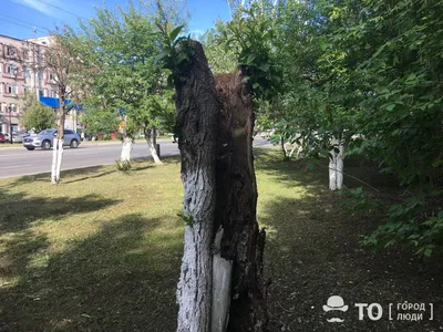 Липа крупнолистная (Tilia platyphyllos)