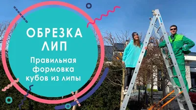 Липа крупнолистная \"Рубра\" ✓ купить саженцы в питомнике в Москве, Туле,  Белгороде