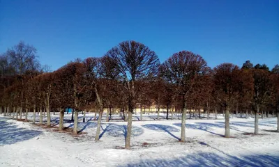 Кто поедает листья липы?