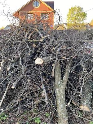 Липа мелколистная (Tilia cordata)