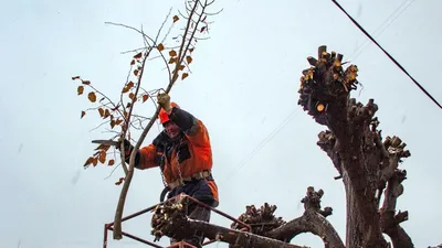 Посадка и уход за липой: полезные советы от Agro-market