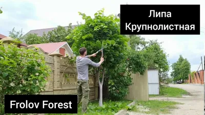 Обрезка липы - услуги компании Альп-ур г. Екатеринбург, Свердловская область