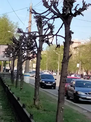 Липа Бонсай - описание, пересадка, уход, формирование, размножение, лечение