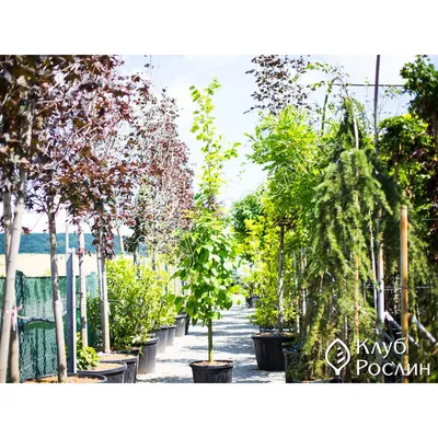 linden pruning - YouTube