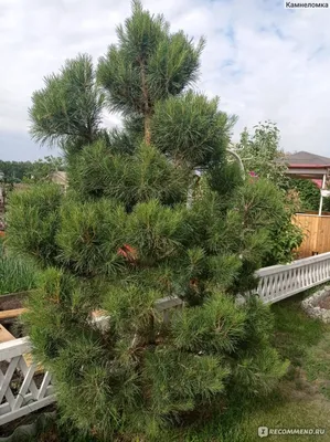 Сосна обыкновенная (Pinus sylvestris) - «Саженец из ближайшего леса.  Превращение обыкновенной сосенки в роскошную сказочную красавицу » | отзывы