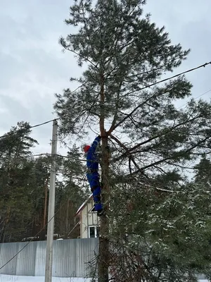 Обрезка сосны - формирование, время стрижки, нормы и правила