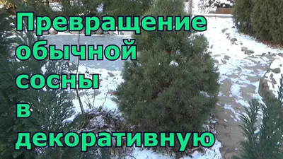 Формирование кроны обыкновенной сосны. Схема, время, правила стрижки дикой  сосны для ландшафта дачи в 2023 г | Современный сад, Ландшафт, Растения