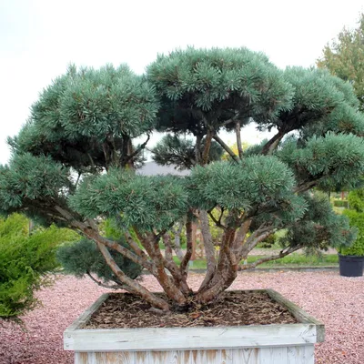 Сосна обыкновенная Эксклюзив (ниваки) Pinus Sylvestris Bonsai| Блог о  ландшафтном дизайне