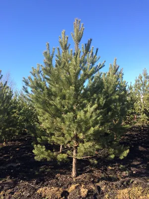 Сосна обыкновенная Биалогон (Pinus sylvestris Bialogon)