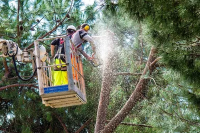 🌱 Сосна обыкновенная Watereri по цене от 3500 руб: саженцы, крупномеры -  купить в Москве с доставкой - интернет-магазин Все Сорта