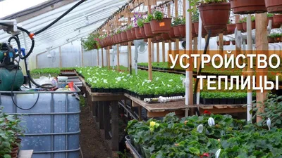 Вид внутри теплицы, много разных …» — создано в Шедевруме